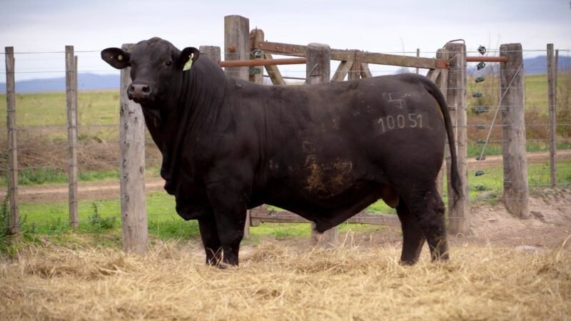 LOTE 9A RP 10051 BRANGUS