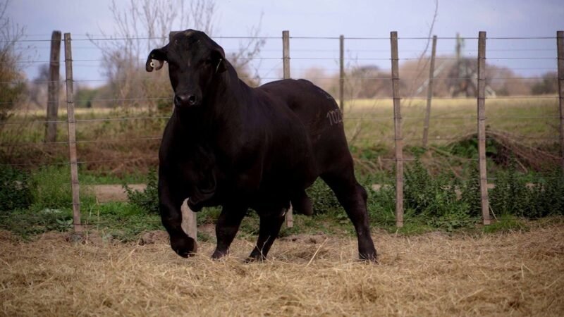 LOTE 9B RP 10253 BRANGUS