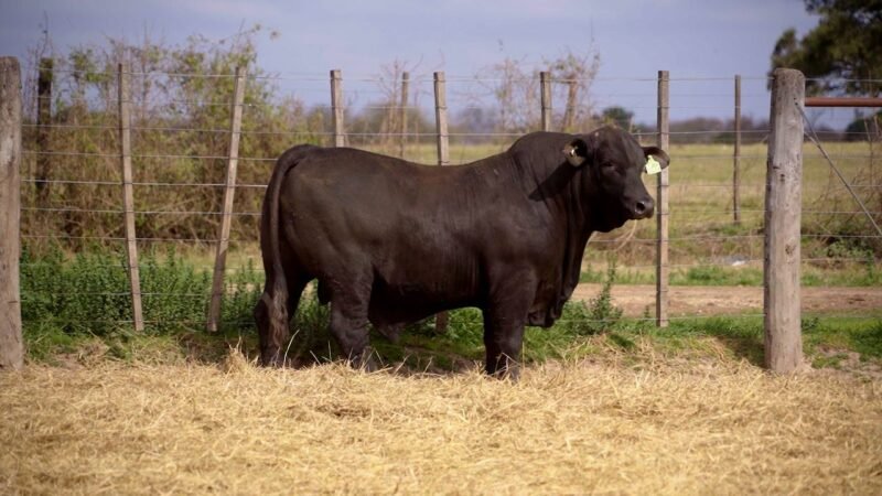 LOTE 10A RP 9911 BRANGUS