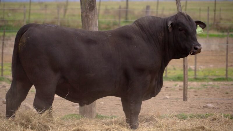 LOTE 10B RP 10197 BRANGUS