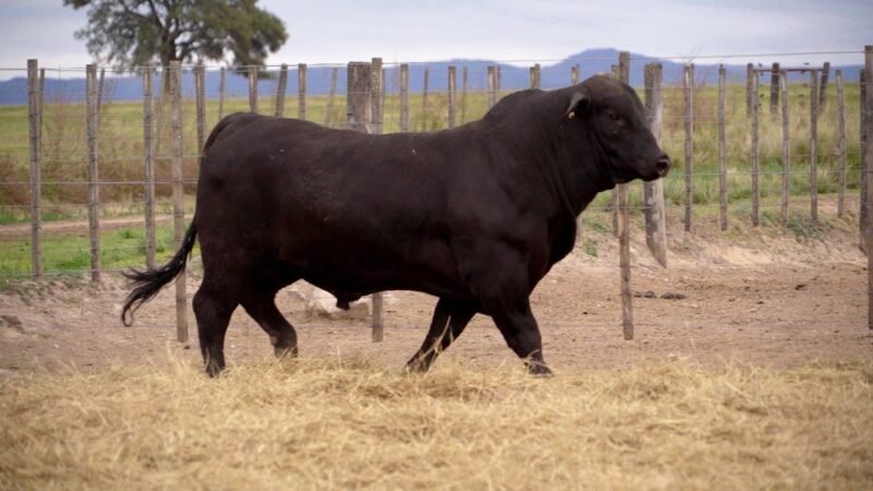 LOTE 11B RP 9961 BRANGUS