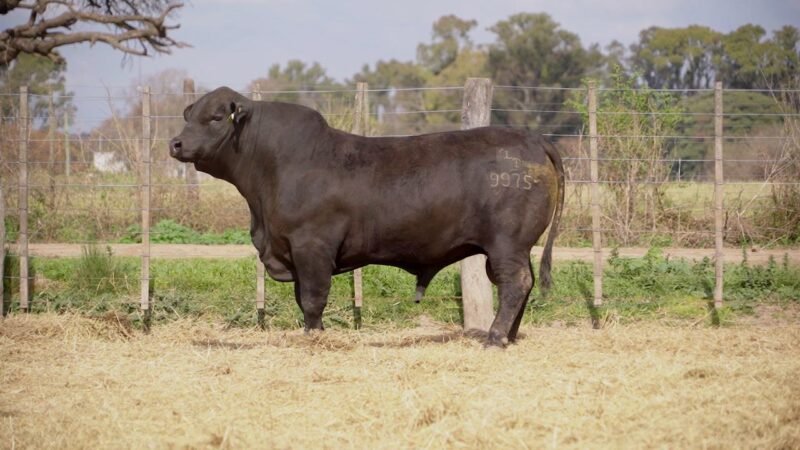 LOTE 11C RP 9975 BRANGUS