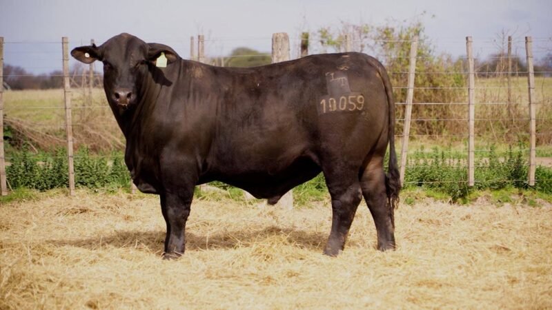 LOTE 12A RP 10059 BRANGUS