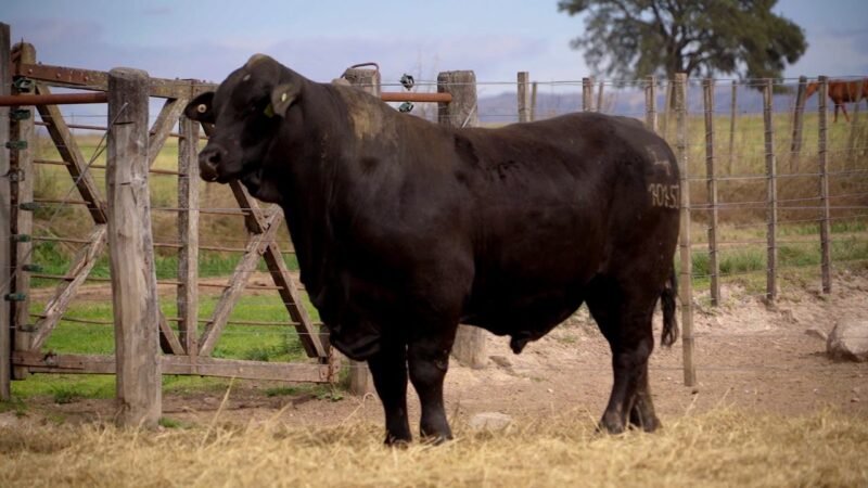 LOTE 12B RP 10153 BRANGUS