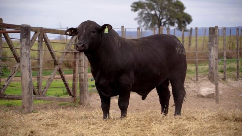 LOTE 13B RP 10167 BRANGUS