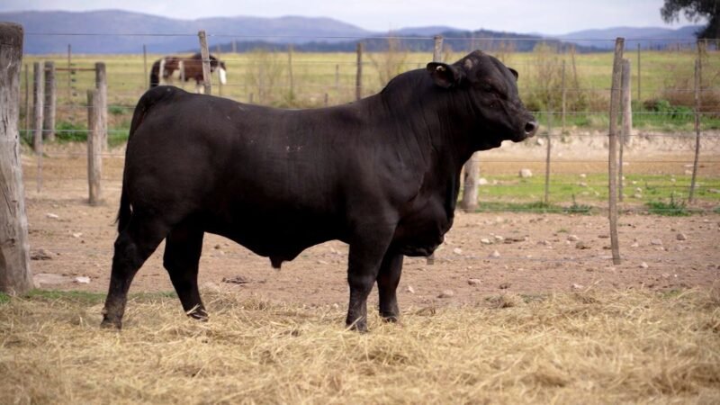 LOTE 14A RP 9943 BRANGUS