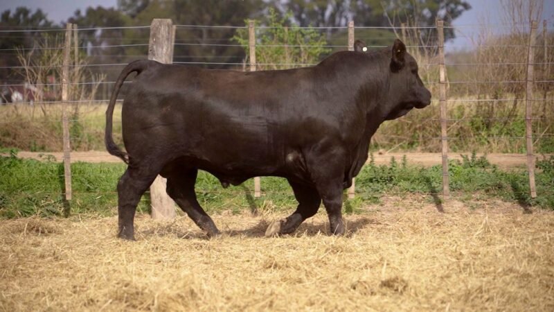 LOTE 14B RP 10031 BRANGUS