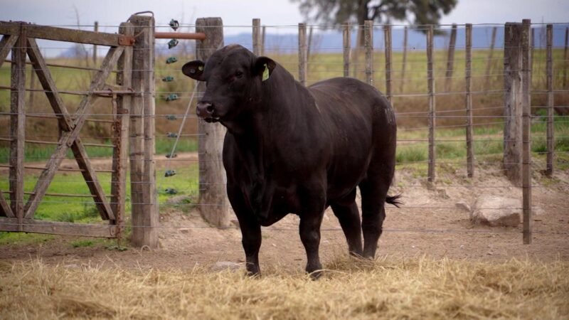 LOTE 14C RP 10177 BRANGUS