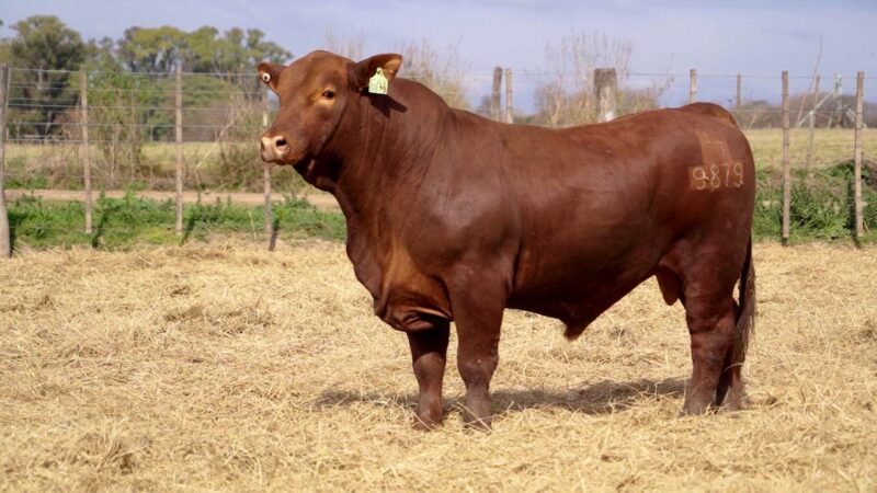 LOTE 15A RP 9879 BRANGUS