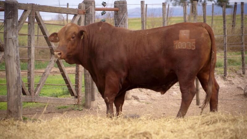LOTE 15B RP 10035 BRANGUS