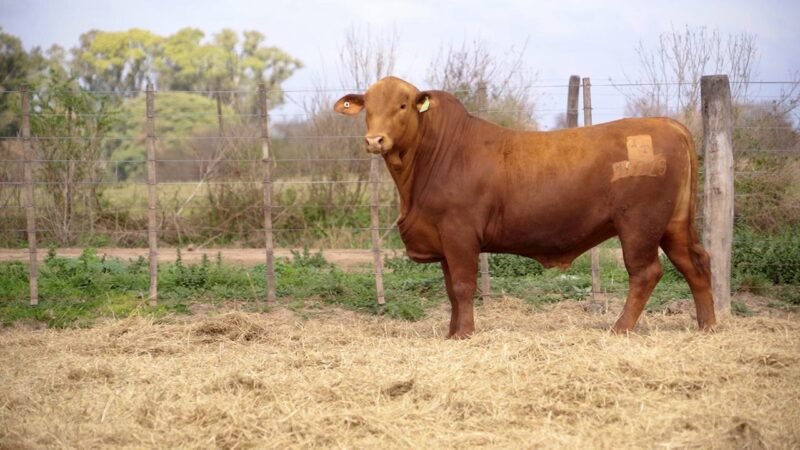 LOTE 16A RP 10229 BRANGUS