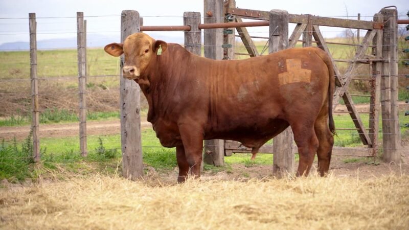 LOTE 16B RP 10251 BRANGUS