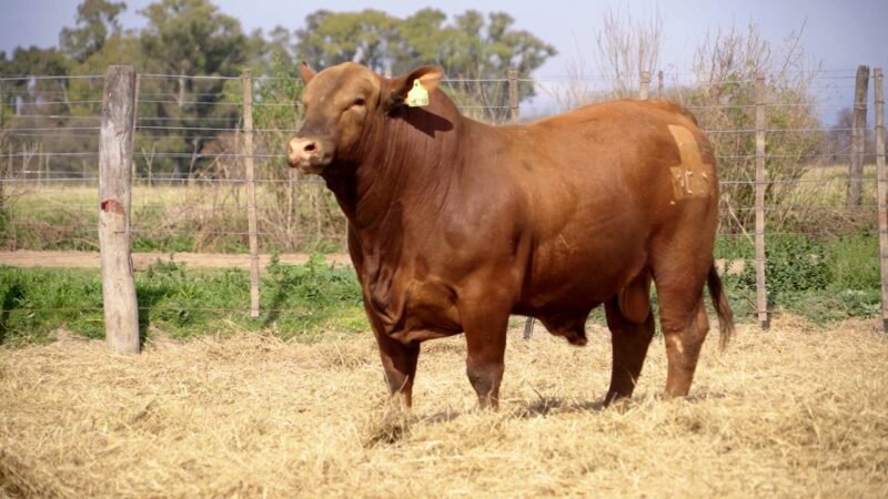 LOTE 17B RP 10213 BRANGUS