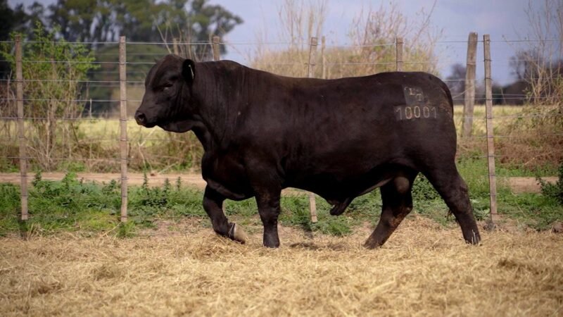LOTE 18A RP 10001 BRANGUS
