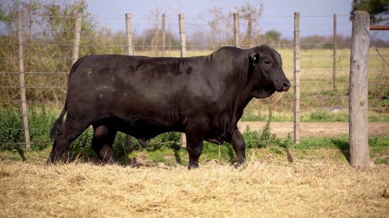 LOTE 18B RP 10023 BRANGUS