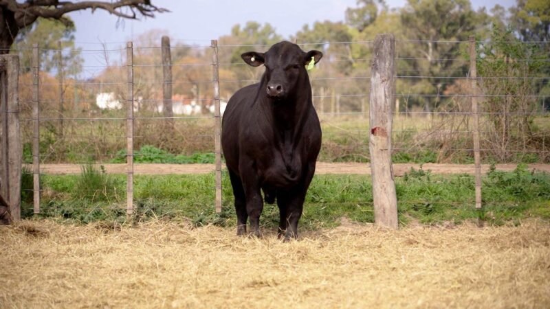 LOTE 18C RP 10219 BRANGUS
