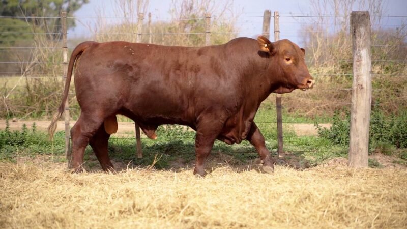 LOTE 19A RP 9891 BRANGUS