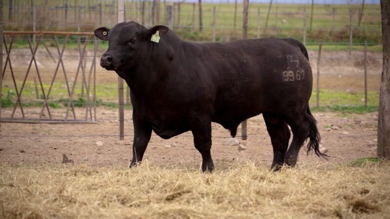LOTE 20A RP 9967 BRANGUS