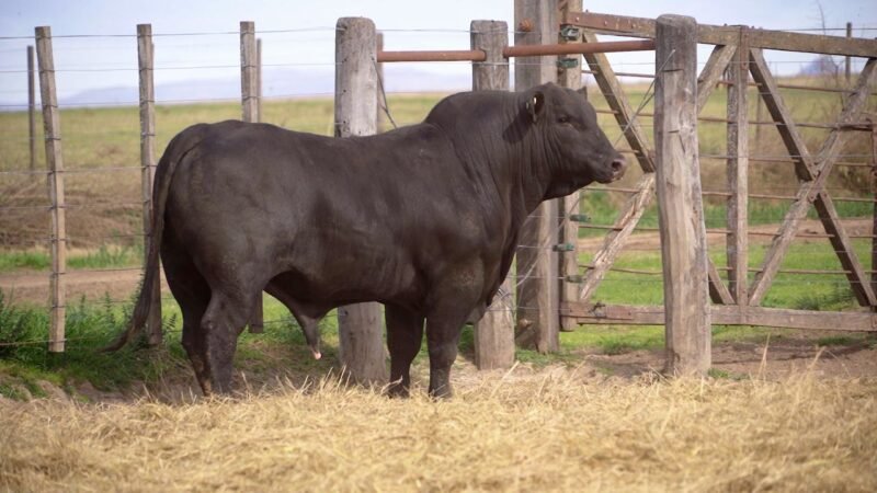 LOTE 20B RP 10039 BRANGUS