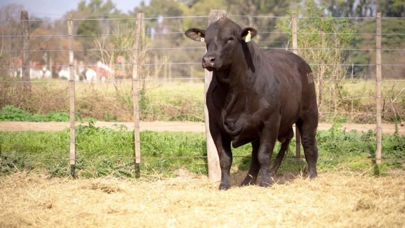 LOTE 20C RP 10085 BRANGUS