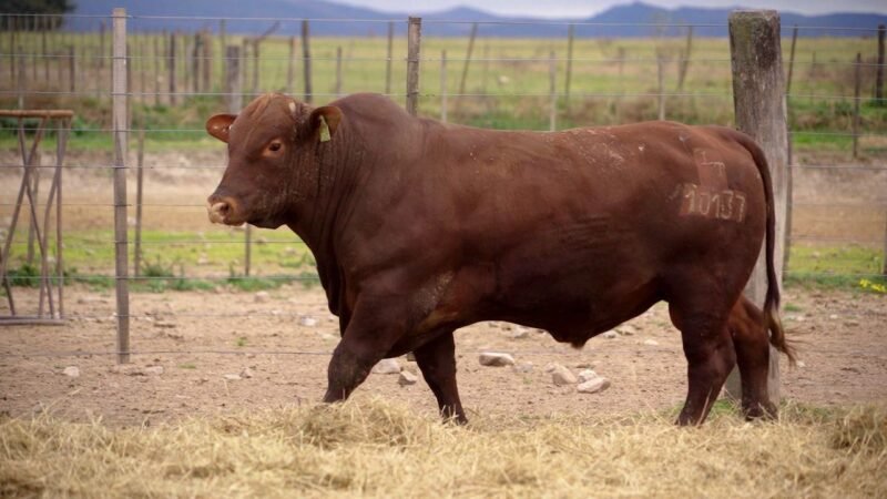 LOTE 21A RP 10137 BRANGUS