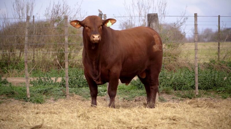 LOTE 21B RP 10231 BRANGUS