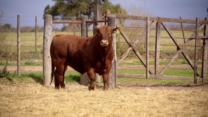 LOTE 22C RP 10267 BRANGUS