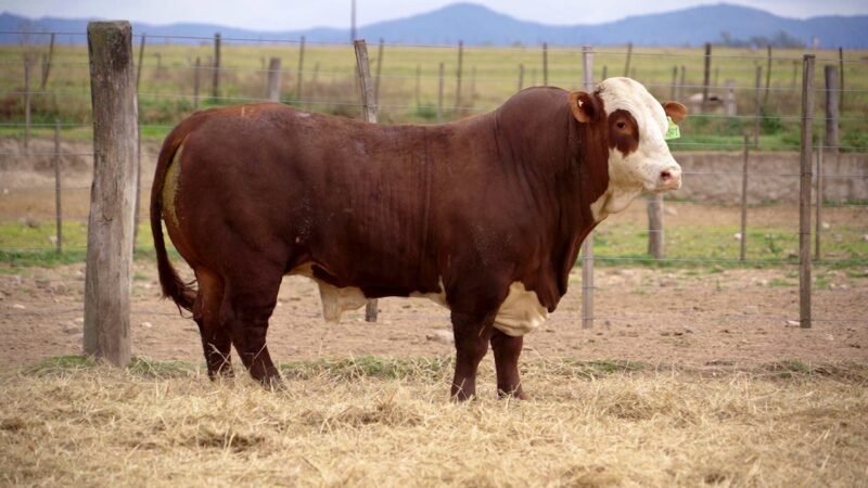 LOTE 23 RP 4301 BRAFORD