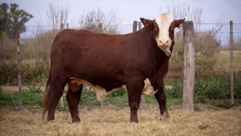 LOTE 24A RP 4325 BRAFORD