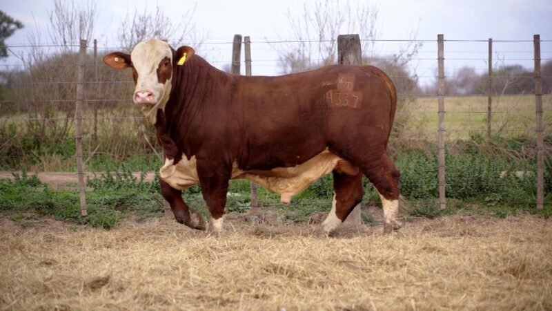 LOTE 25 RP 4337 BRAFORD
