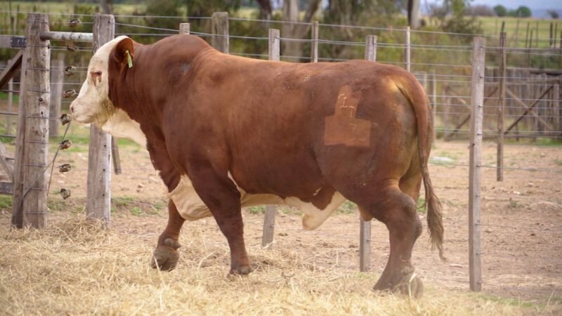 LOTE 26A RP 4235 BRAFORD