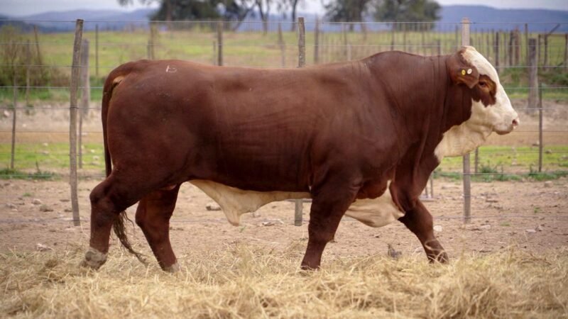LOTE 26B RP 4251 BRAFORD