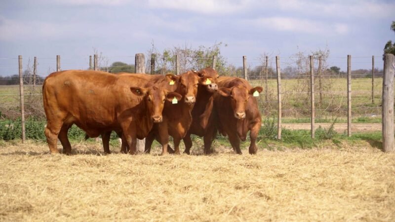 LOTE 30 RP 8660 / 9008 / 9942 / 10540 VACAS BRANGUS PREÑADAS