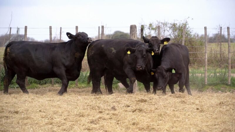 LOTE 31 RP 1744 / 9612 / 10166 / 10364 VACAS BRANGUS PREÑADAS
