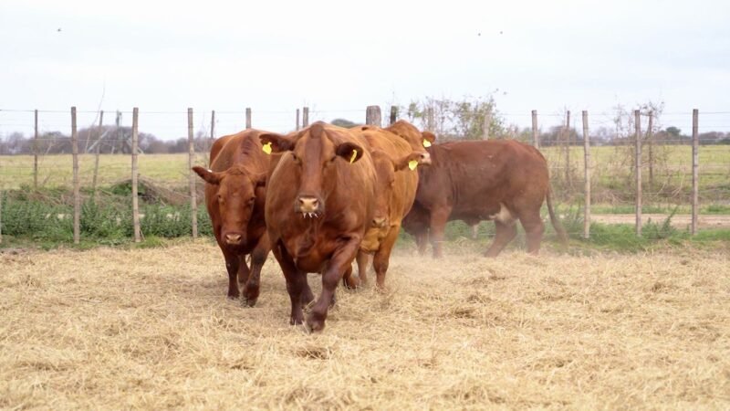 LOTE 33 RP 2220 / 9524 / 9566 / 10226 / 10324 VACAS BRANGUS PREÑADAS