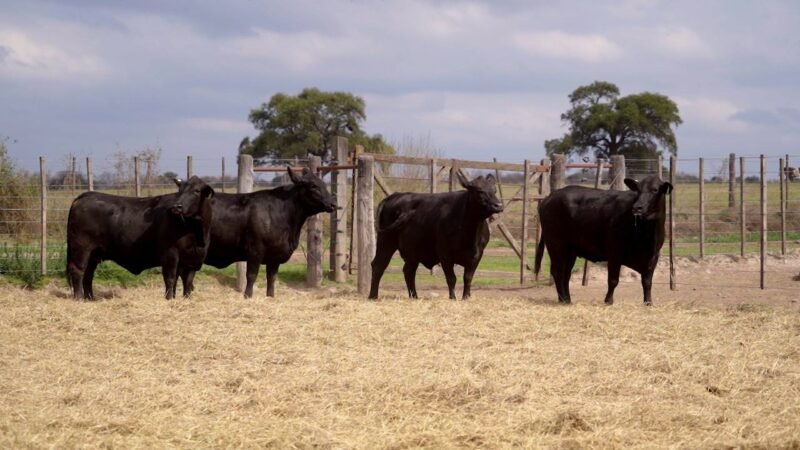LOTE 34 RP 9552 / 9636 / 9870 / 10440 VACAS BRANGUS PREÑADAS