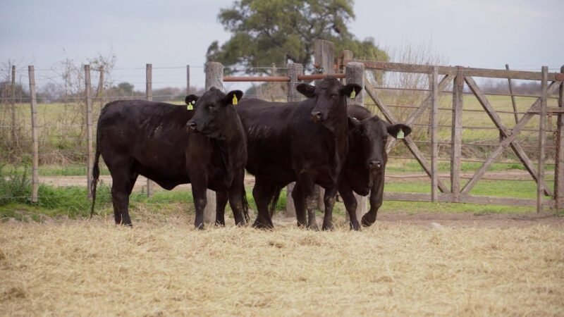 LOTE 35 RP 9692 / 9710 / 10272 VACAS BRANGUS PREÑADAS
