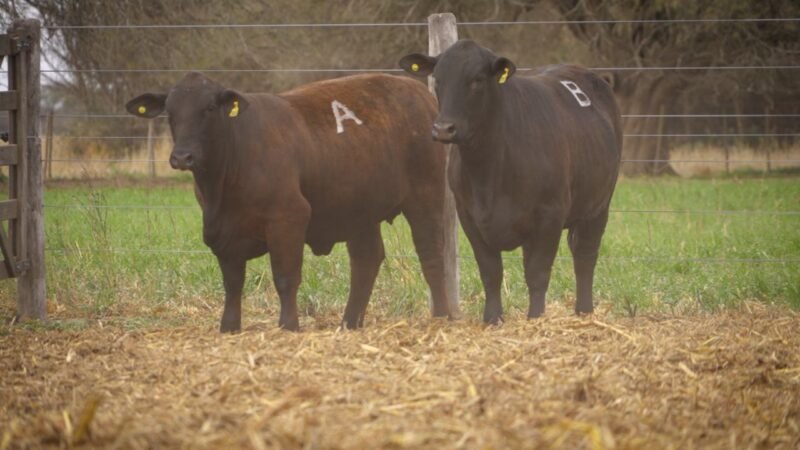 LOTE 52 RP 12606 - 12612 EL PORVENIR
