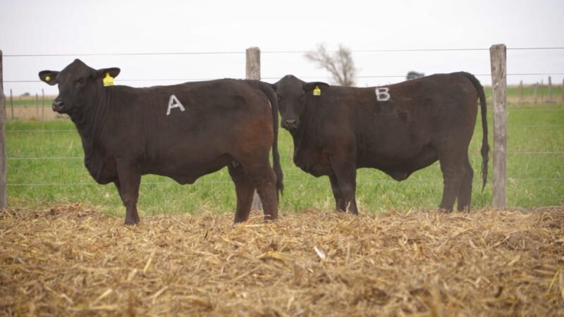 LOTE 53 RP 12761 - 12730 EL PORVENIR