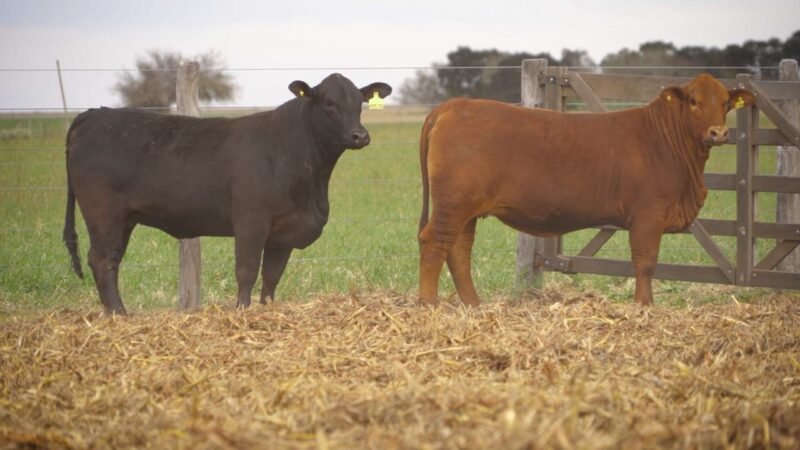 LOTE 56 RP 12530 - 12704 EL PORVENIR