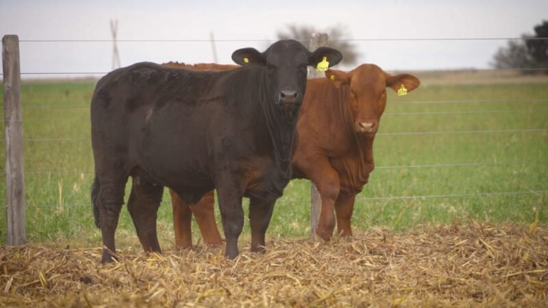 LOTE 58 RP 12444 - 12711 EL PORVENIR